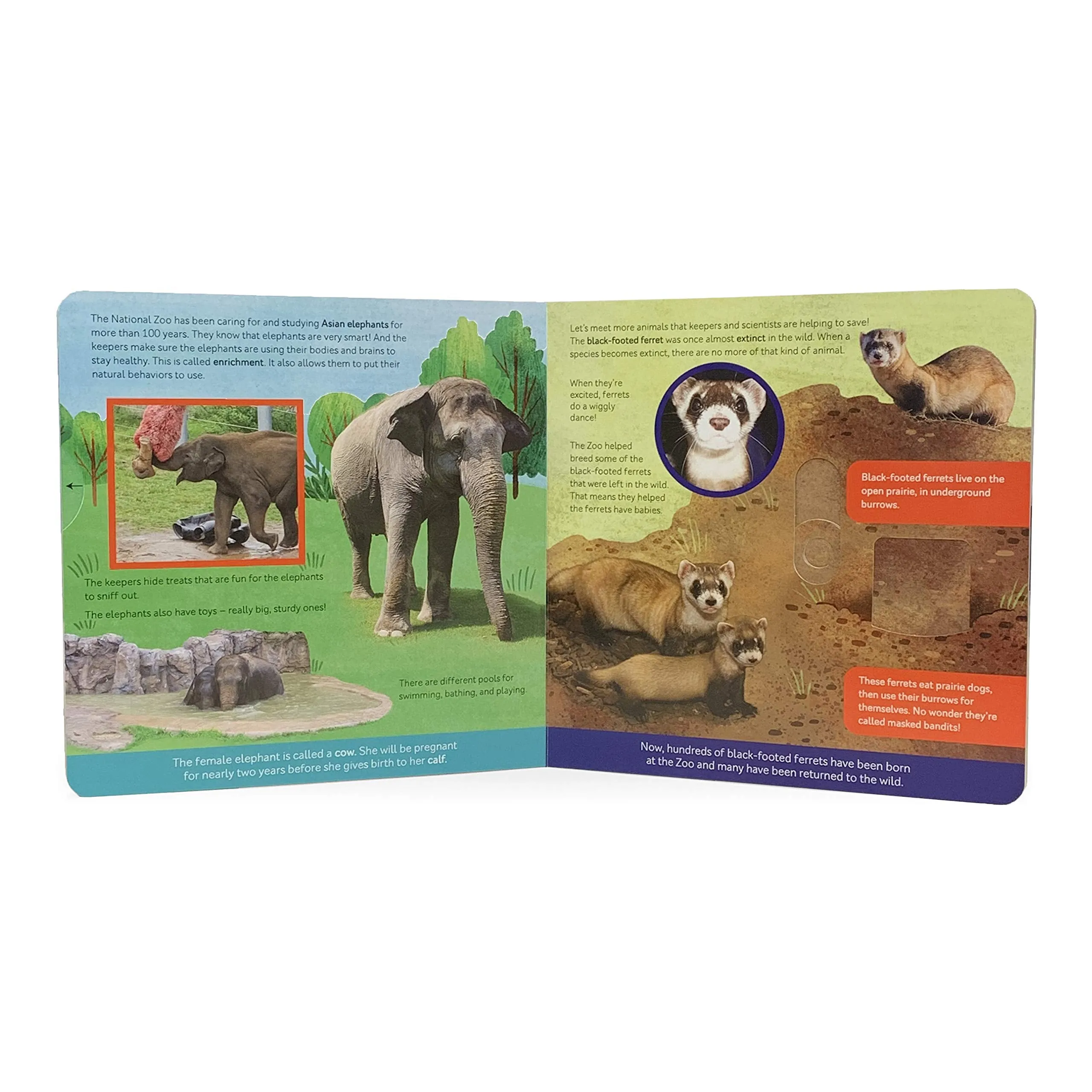 Cottage Door Press: Smithsonian Kids: Let's Go to Our Zoo Board Book