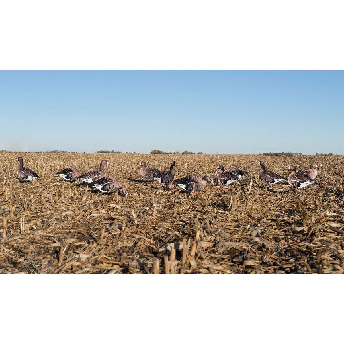 Greenhead Gear Pro Grade Specklebelly Goose Silo Decoys 12 Pack