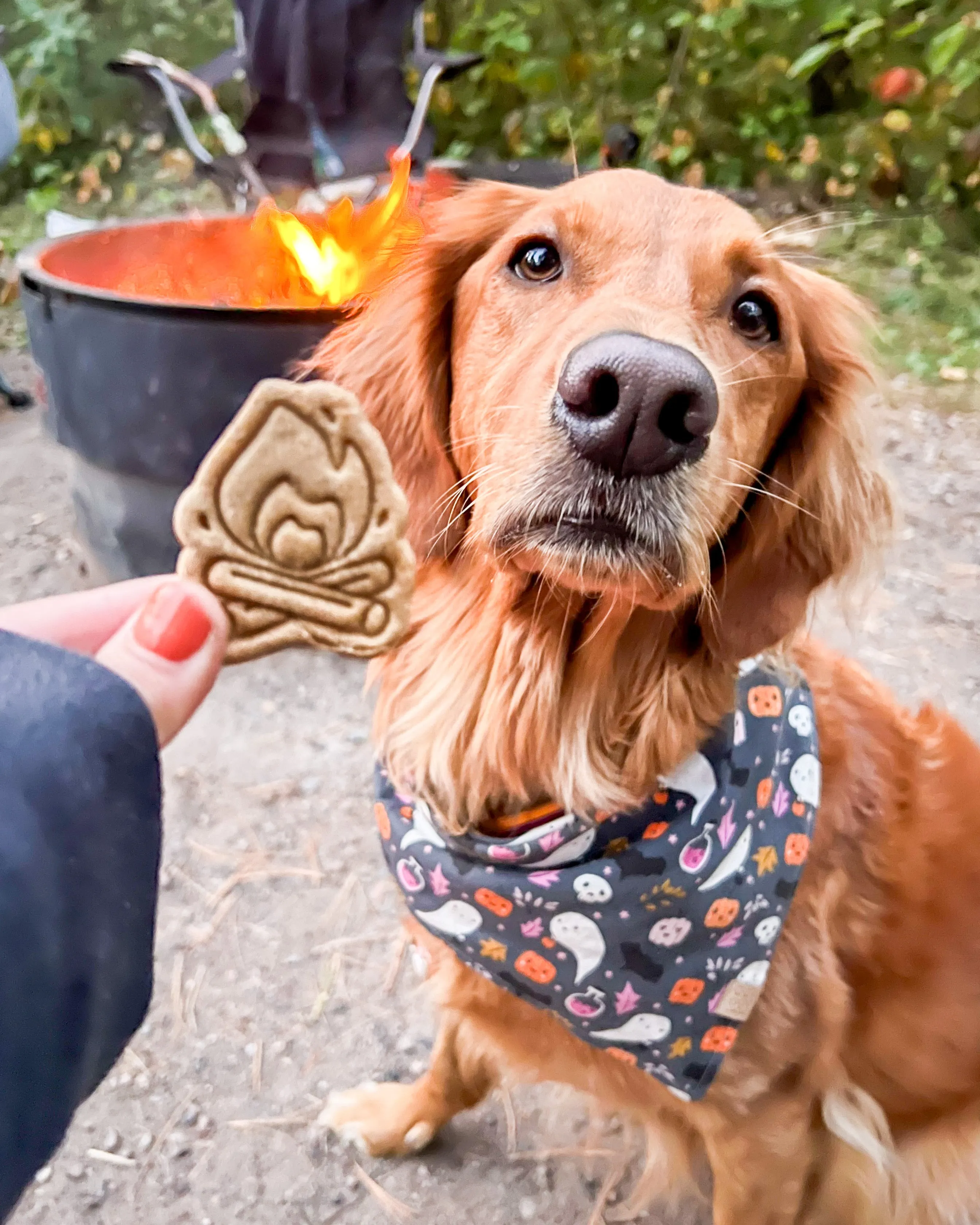 Happy Camper Cookie Cutter BUNDLE