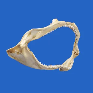 Spinner Shark Jaws For Sale SP53G