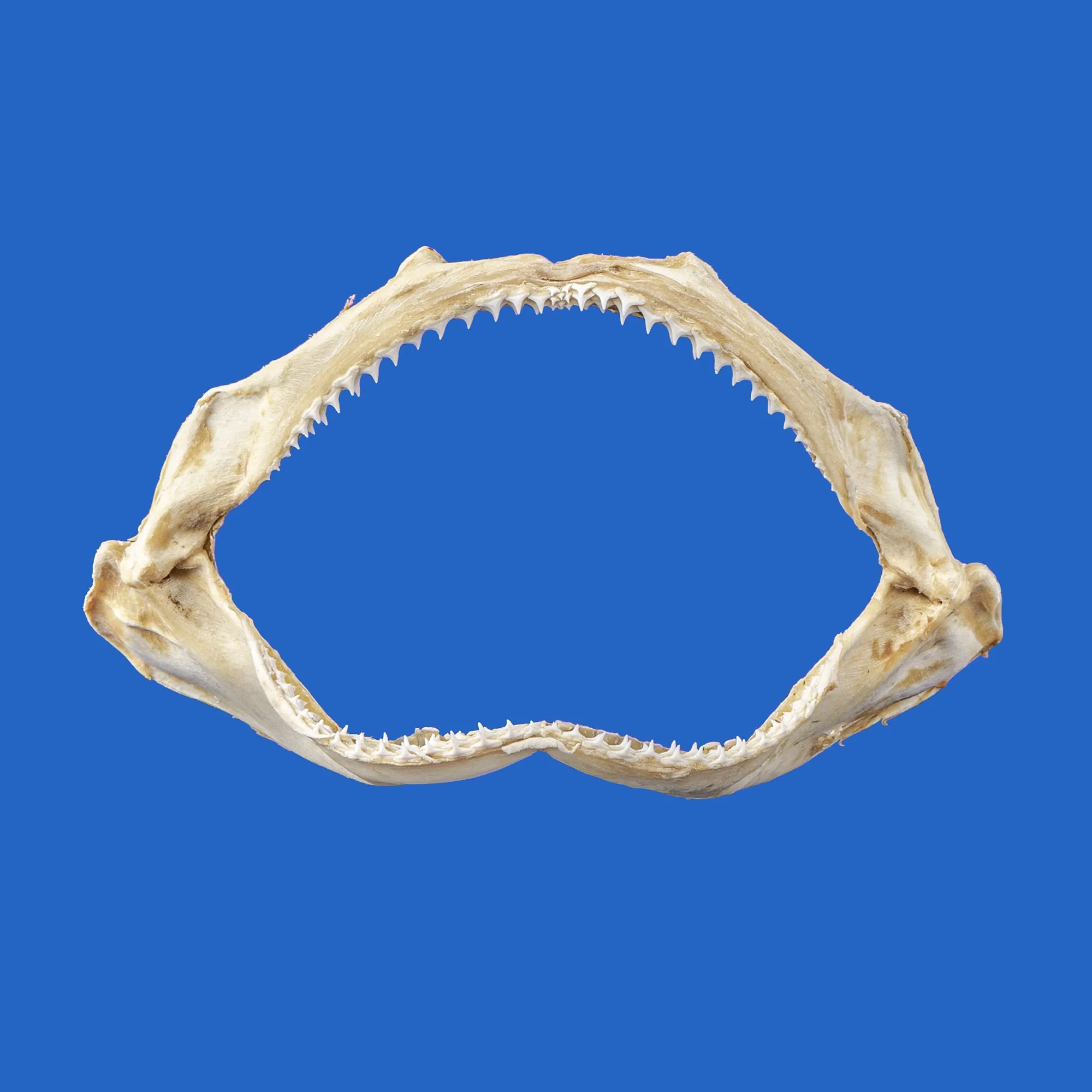 Spinner Shark Jaws For Sale SP53G