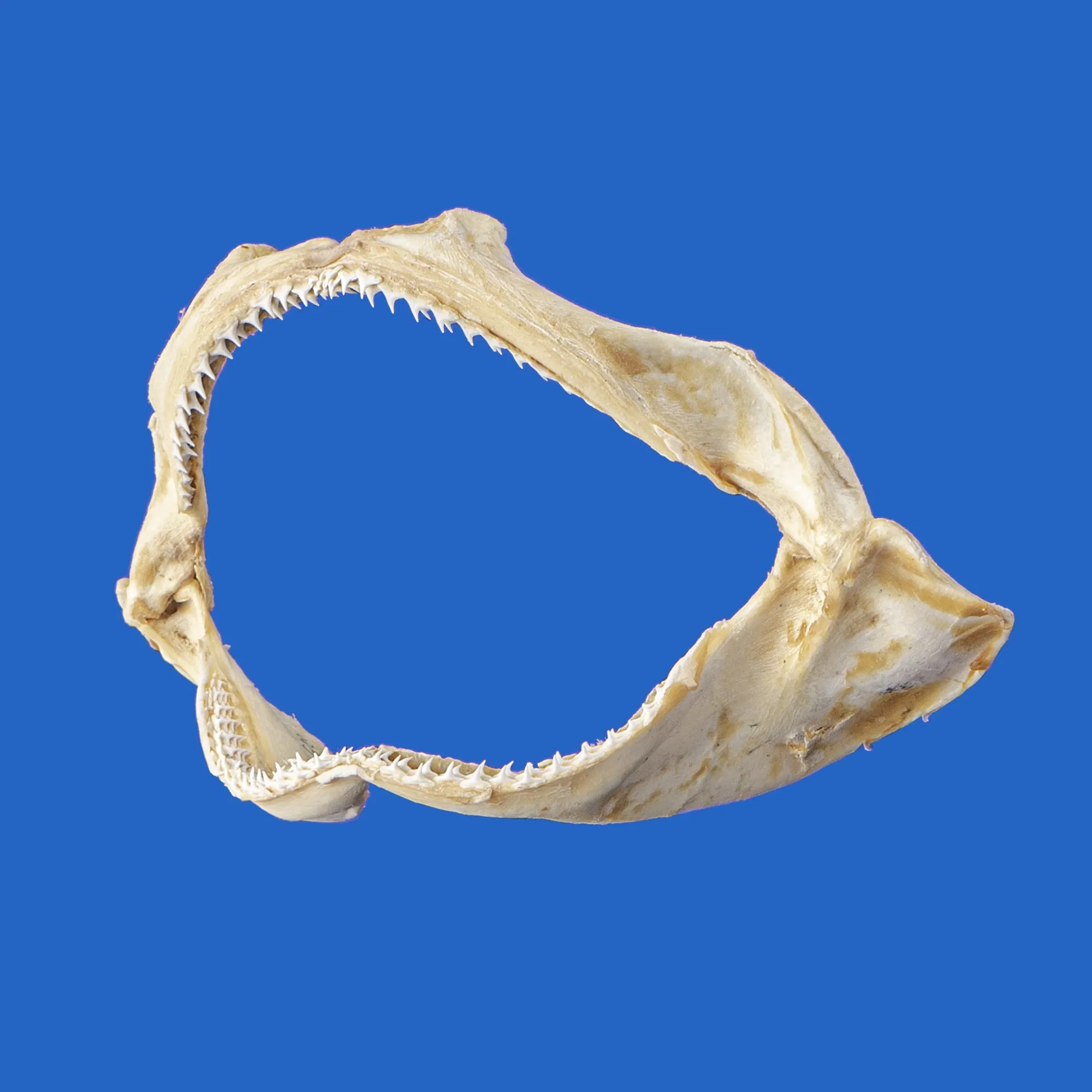 Spinner Shark Jaws For Sale SP53G