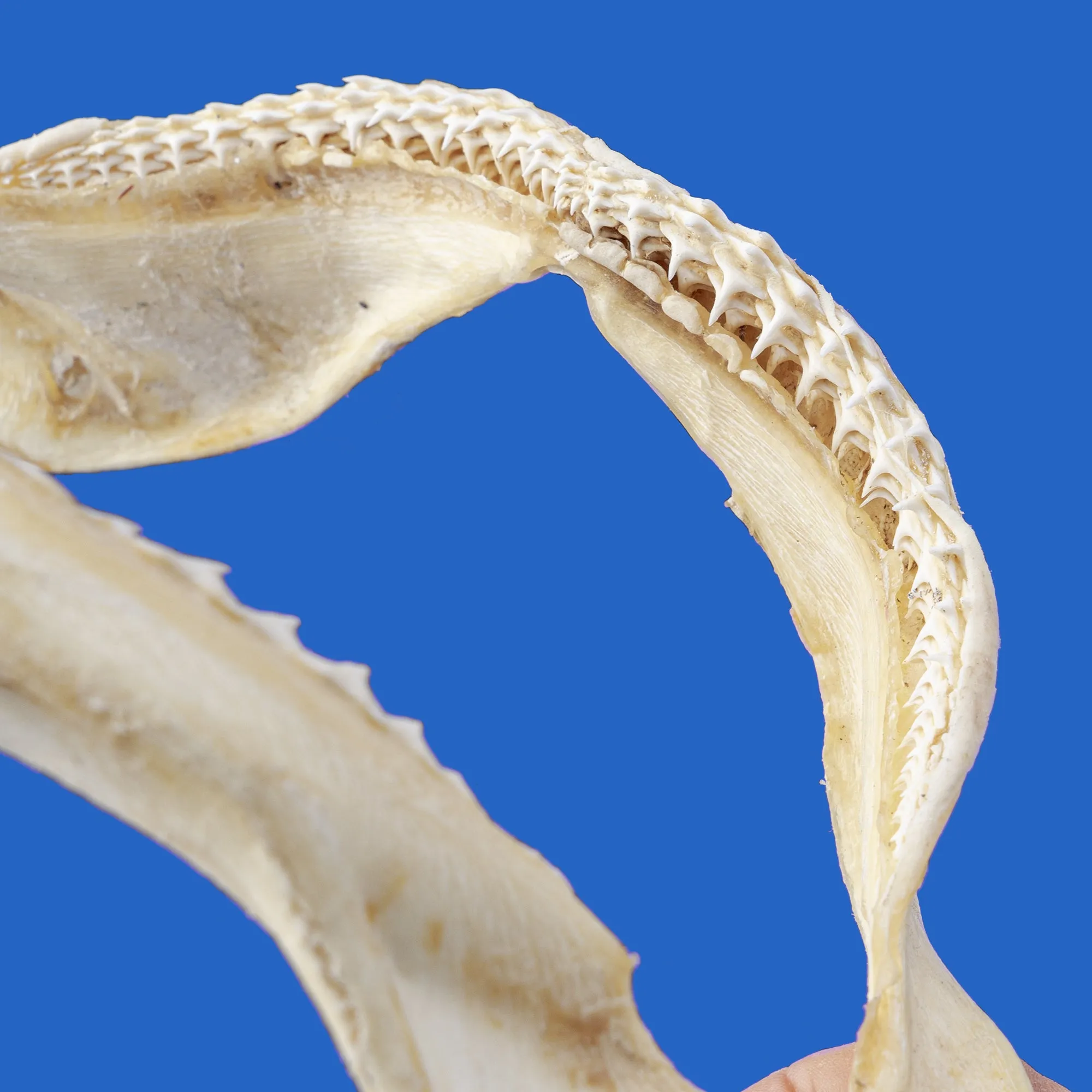 Spinner Shark Jaws For Sale SP53G